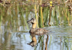 Thalassornis leuconotus
