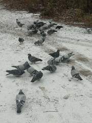 Columba livia domestica