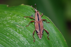 Sphenocorynes ocellatus