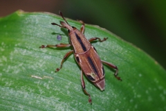 Sphenocorynes ocellatus