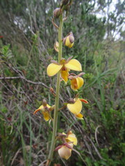 Eulophia tuberculata