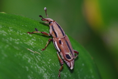 Sphenocorynes ocellatus