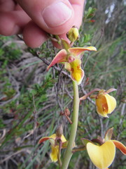 Eulophia tuberculata