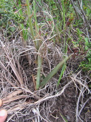 Eulophia tuberculata