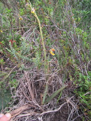 Eulophia tuberculata