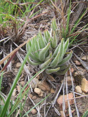Crassula mesembryanthoides hispida