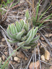 Crassula mesembryanthoides hispida