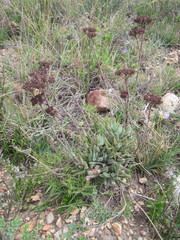 Crassula mesembryanthoides hispida