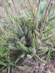 Crassula mesembryanthoides hispida