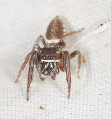 Opisthoncus parcedentatus