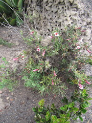 Pachypodium bispinosum