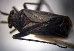 Anapus freyi