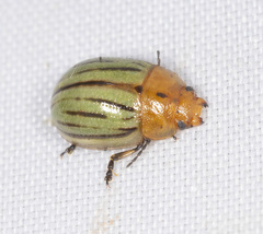 Paropsides catherinae