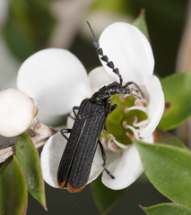 Pseudolycus haemorrhoidalis