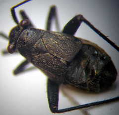 Anapus freyi