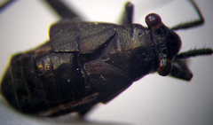 Anapus freyi
