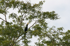 Anthracoceros malayanus