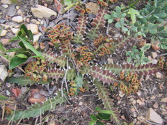 Euphorbia stellata