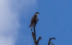 Pachycoccyx audeberti