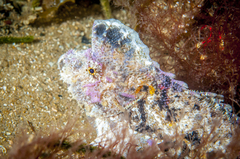 Aploactisoma milesii