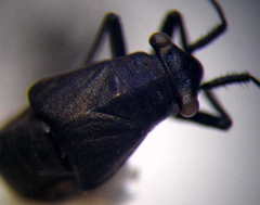 Anapus freyi