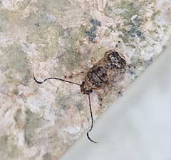 Phloeobius gibbosus