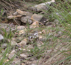 Melanargia occitanica