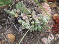 Corpuscularia lehmannii