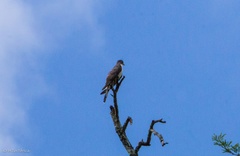 Pachycoccyx audeberti