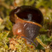 Milligan's Black Snail - Photo (c) Keith Martin-Smith, some rights reserved (CC BY-NC-ND), uploaded by Keith Martin-Smith