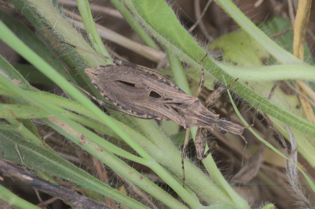 Oncocephalus pilicornis