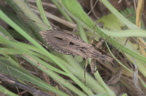 Oncocephalus pilicornis