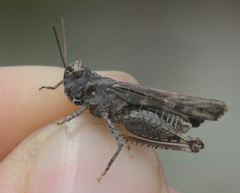 Acrotylus fischeri