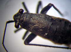 Anapus freyi