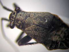 Anapus freyi