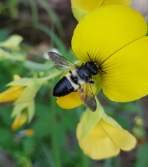 Megachile conjuncta