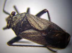 Anapus freyi