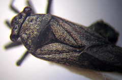 Anapus freyi