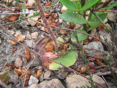 Holothrix burchellii