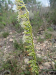 Holothrix burchellii