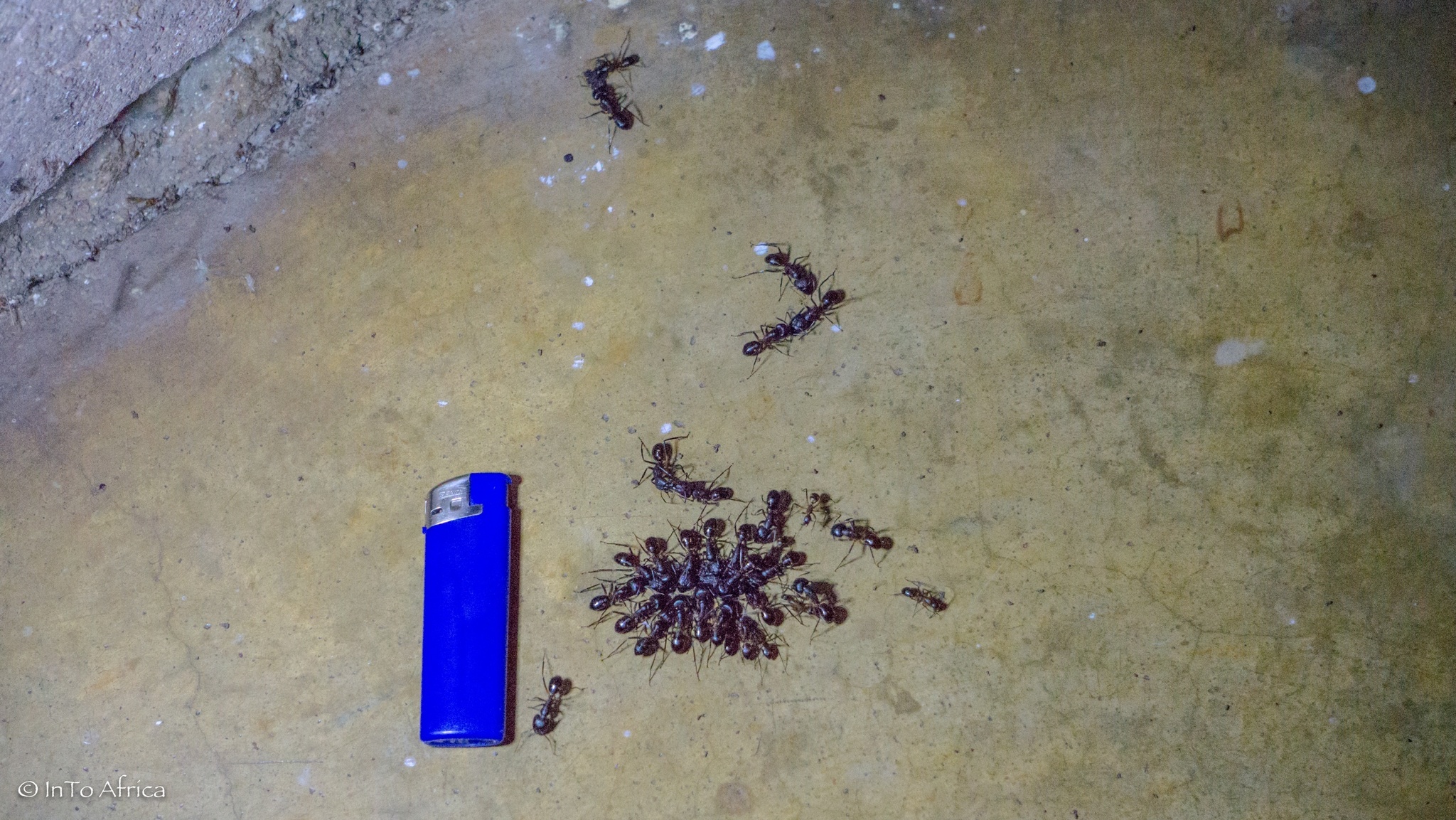 Camponotus natalensis