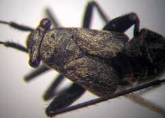 Anapus freyi