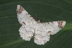 Epimecis anonaria