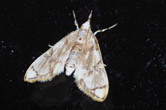 Cirrhochrista kosemponialis