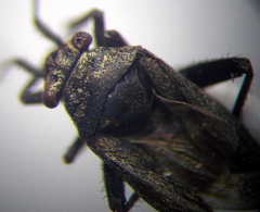 Anapus freyi