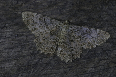 Epimecis fraternaria