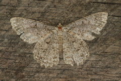 Epimecis fraternaria