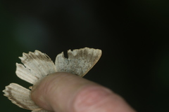 Epimecis fraternaria