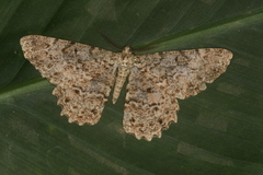 Epimecis fraternaria