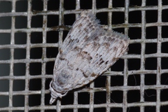 Nola thyrophora
